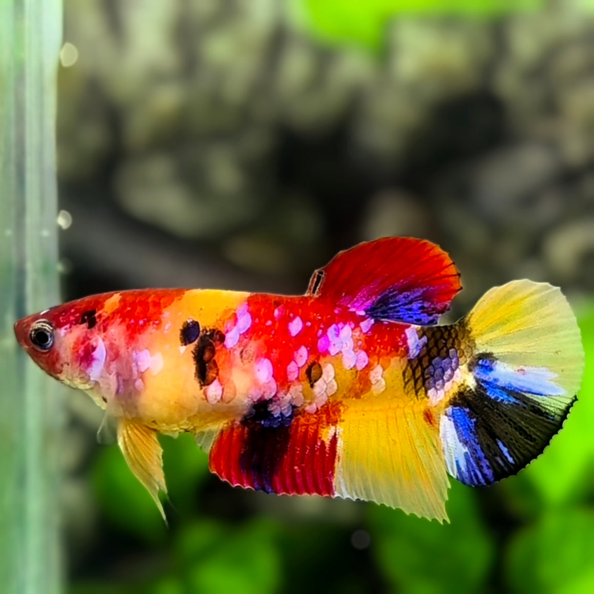 Yellowbase Multicolor Koi Galaxy HMPK Betta Fish Female For Sorority / Breed