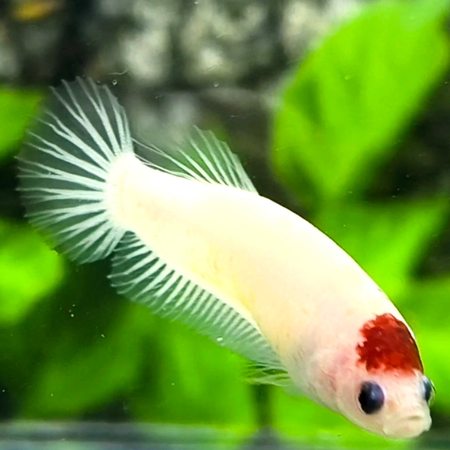 Red Tancho Koi HMPK Betta Fish Female For Sorority / Breed