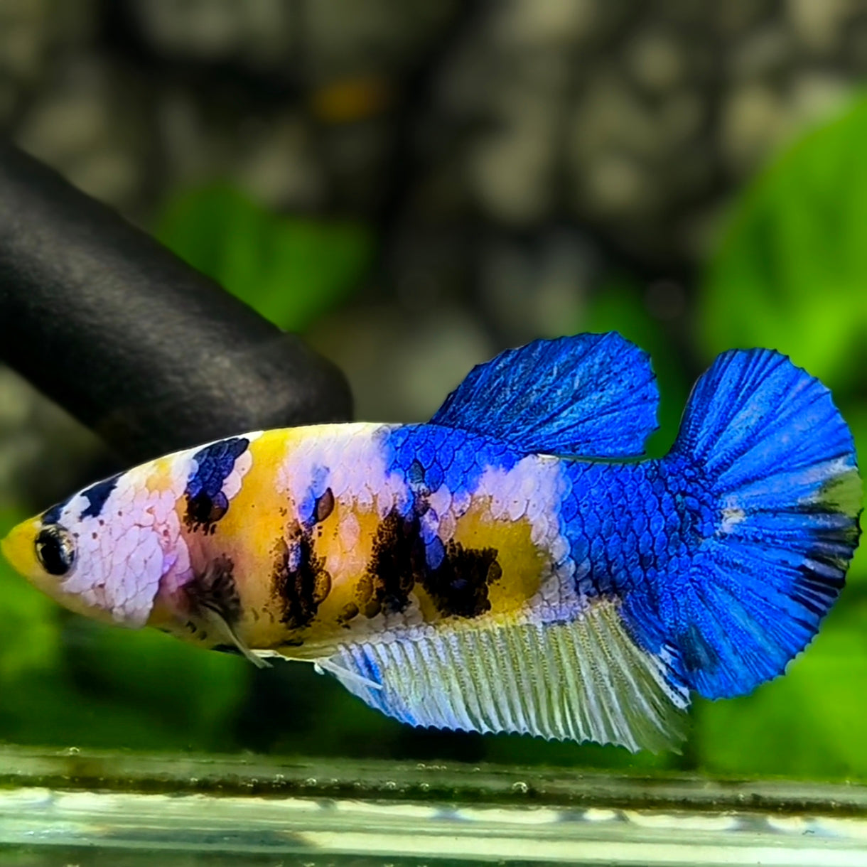 Yellow Blue Tiger Koi Galaxy HMPK Betta Fish Female For Sorority / Breed #YKG