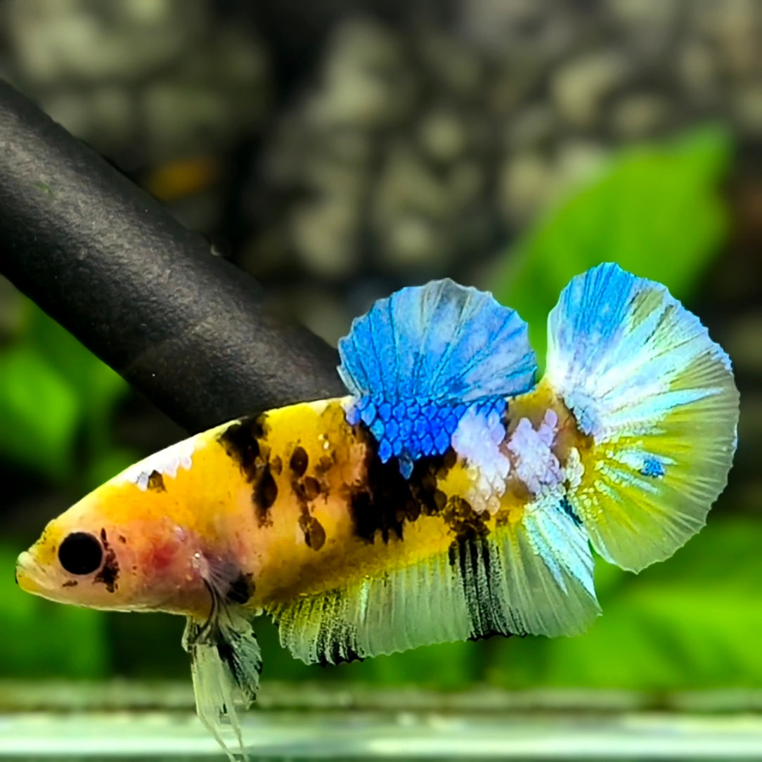 Yellow Blue Tiger Koi Galaxy HMPK Betta Fish Female For Sorority / Breed #YKG