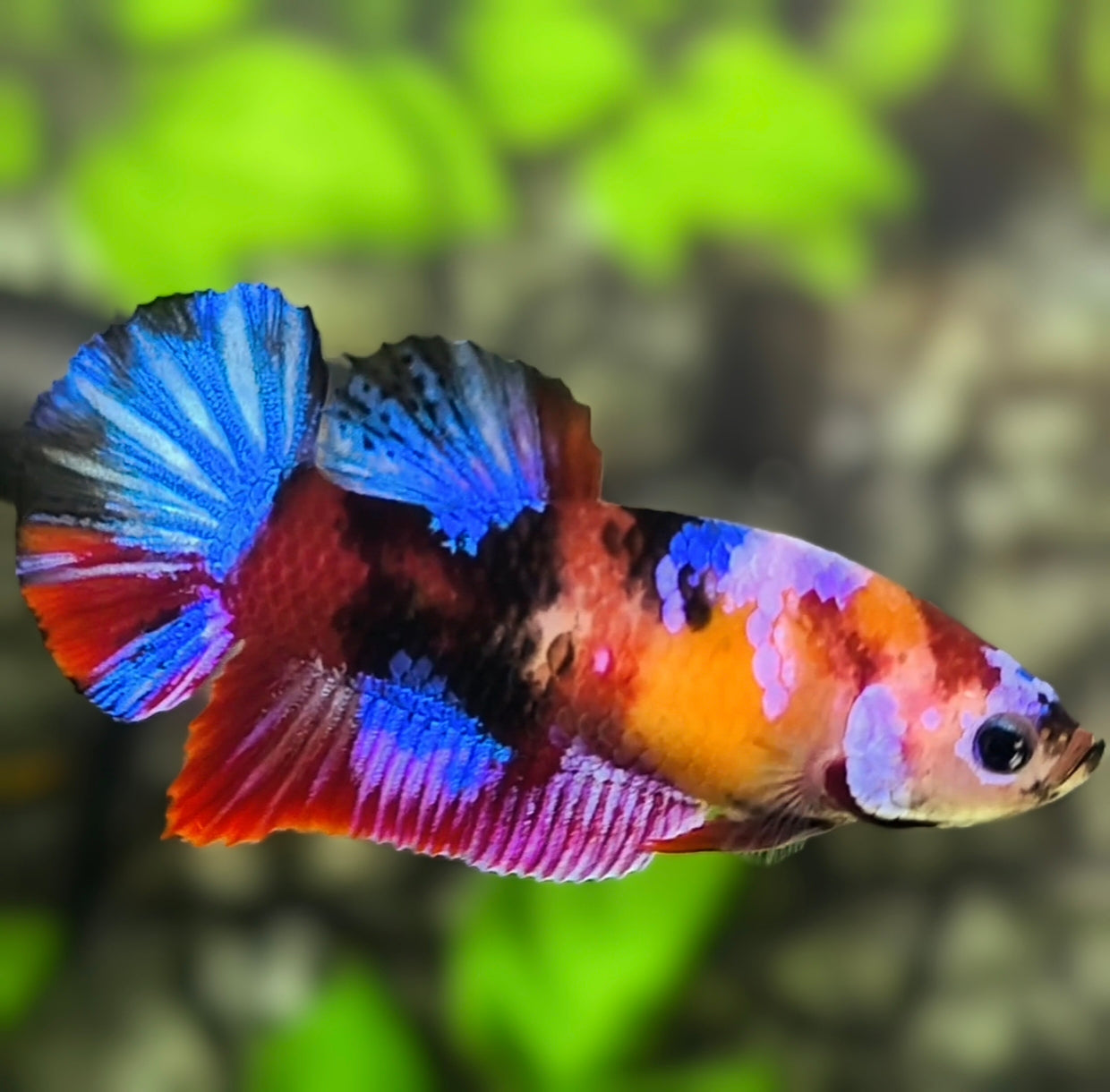 Multicolor Galaxy HMPK Betta Fish Female For Sorority / Breed