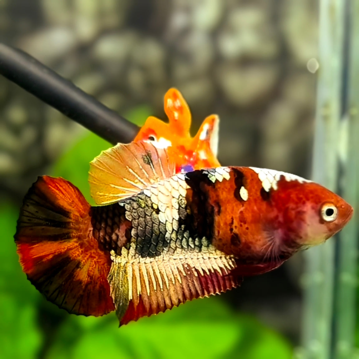 Red Tiger Copper Gold Galaxy HMPK Betta Fish Female For Sorority / Breed #RKC