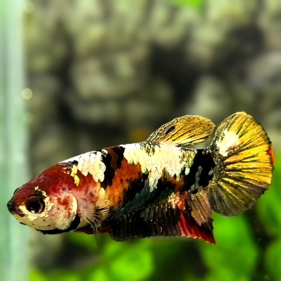 Red Tiger Copper Green Gold Galaxy HMPK Betta Fish Female For Sorority / Breed #RKC