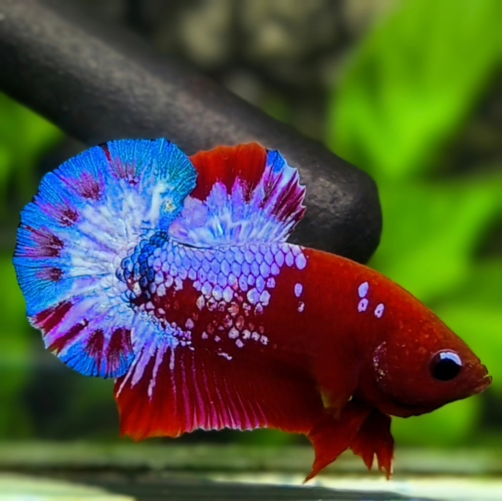 Red Hellboy Bluetail Over HMPK Betta Fish Male
