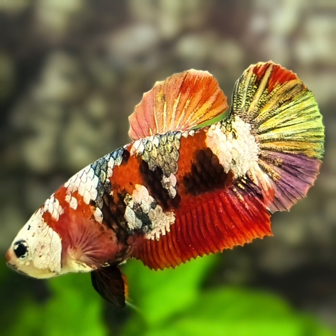 Red Tiger Copper Gold Galaxy HMPK Betta Fish Female For Sorority / Breed #RKC
