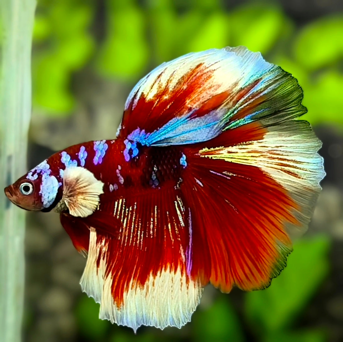 Multicolor Red Koi Barongsai Galaxy Halfmoon Betta Fish Male