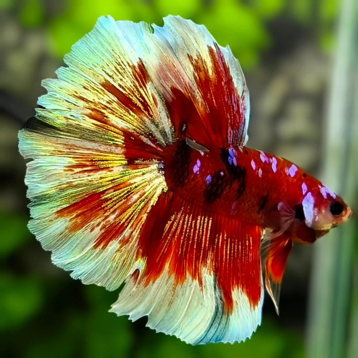 Red Koi Barongsai Galaxy Halfmoon Betta Fish Male