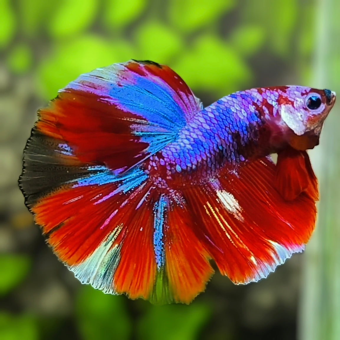 Multicolor Koi Purple Halfmoon Betta Fish Male