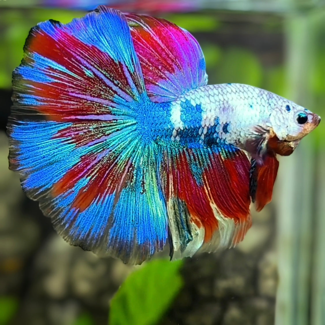 Multicolor Fancy Halfmoon Betta Fish Male