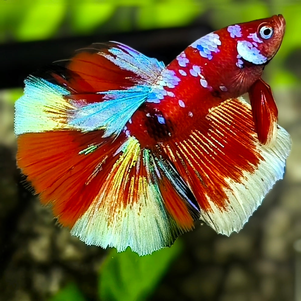 Multicolor Red Koi Barongsai Galaxy Halfmoon Betta Fish Male