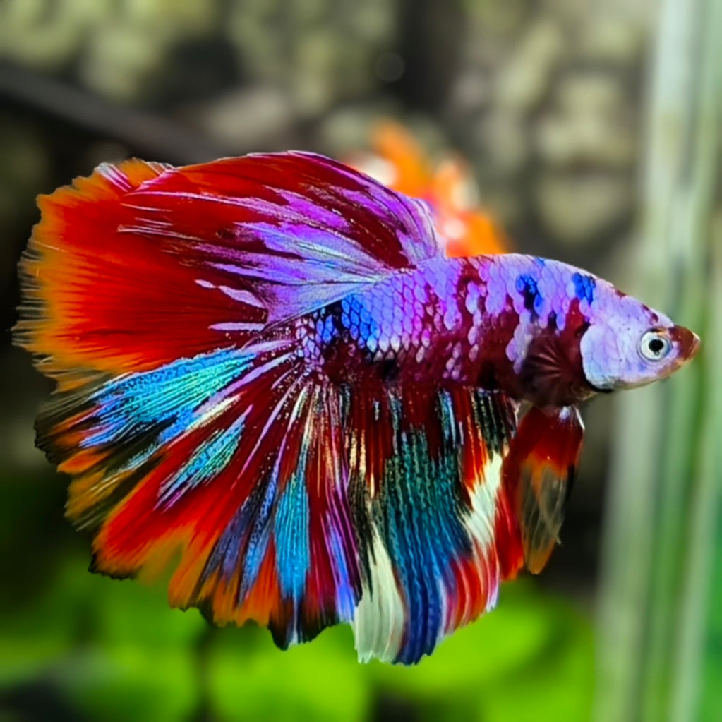 Multicolor Red Purple Koi Galaxy Halfmoon Betta Fish Male