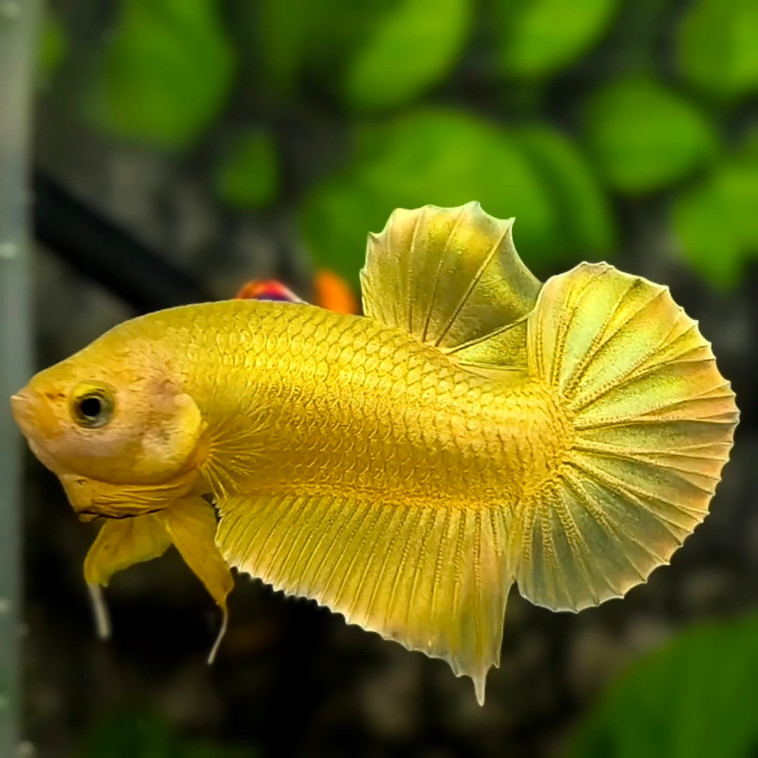Solid Super Gold 24K HMPK Betta Fish Male