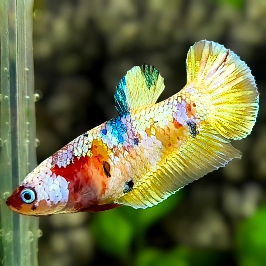 Multicolor Candy Gold HMPK Betta Fish Female For Sorority / Breed