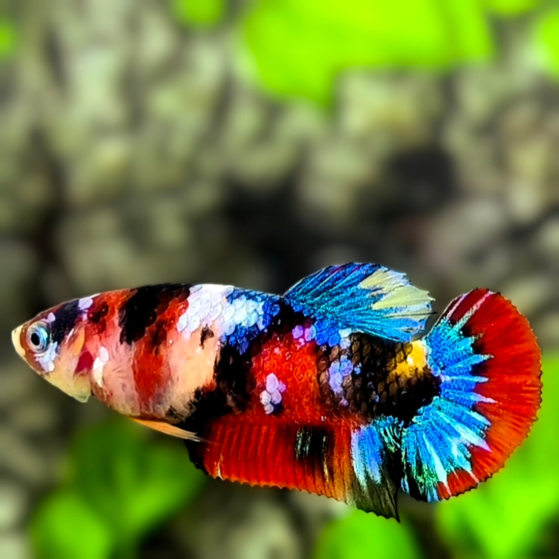 Multicolor Koi Tiger Galaxy HMPK Betta Fish Female For Sorority / Breed