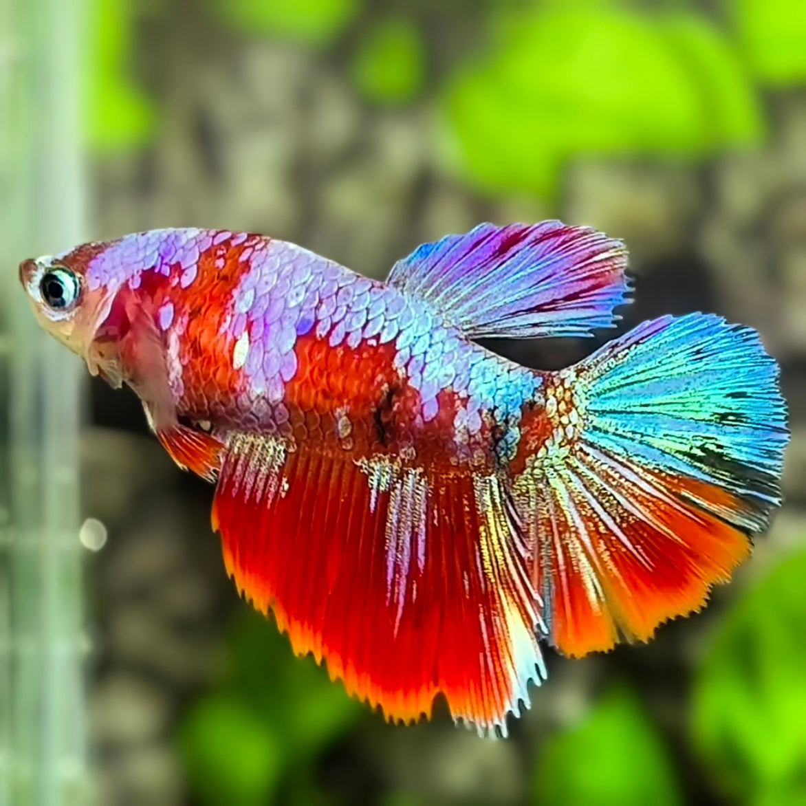 Multicolor Red Koi Galaxy Halfmoon Betta Fish Female For Sorority / Breed