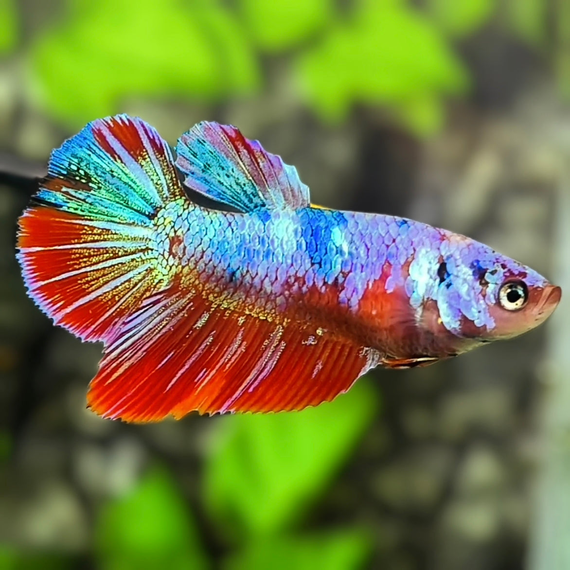 Multicolor Fancy Halfmoon Betta Fish Female For Sorority / Breed
