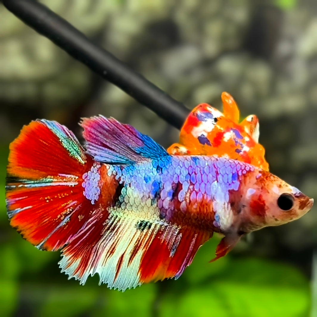 Multicolor Red Galaxy Halfmoon Betta Fish Female For Sorority / Breed