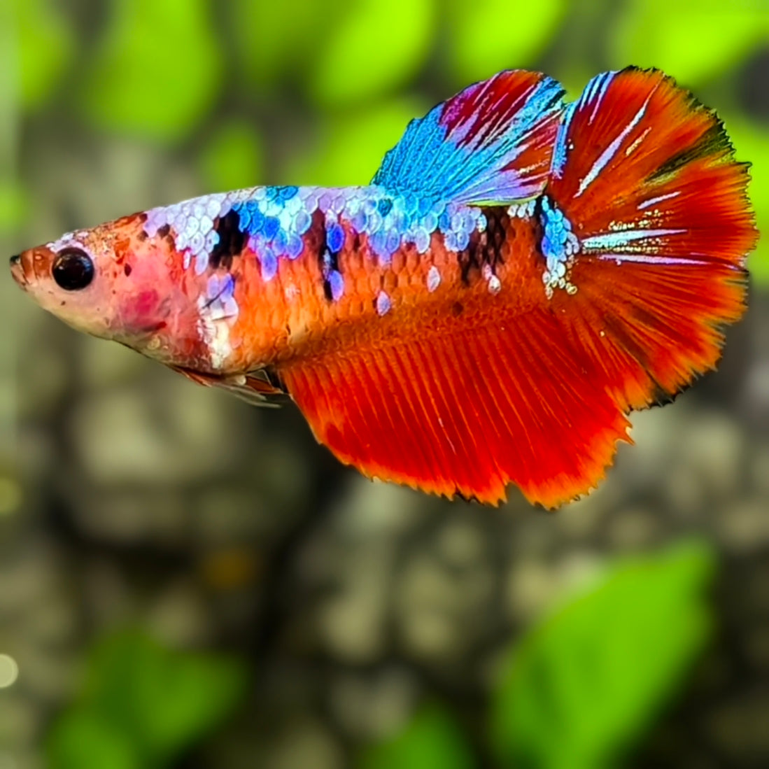 Multicolor Red Koi Galaxy Halfmoon Betta Fish Female For Sorority / Breed
