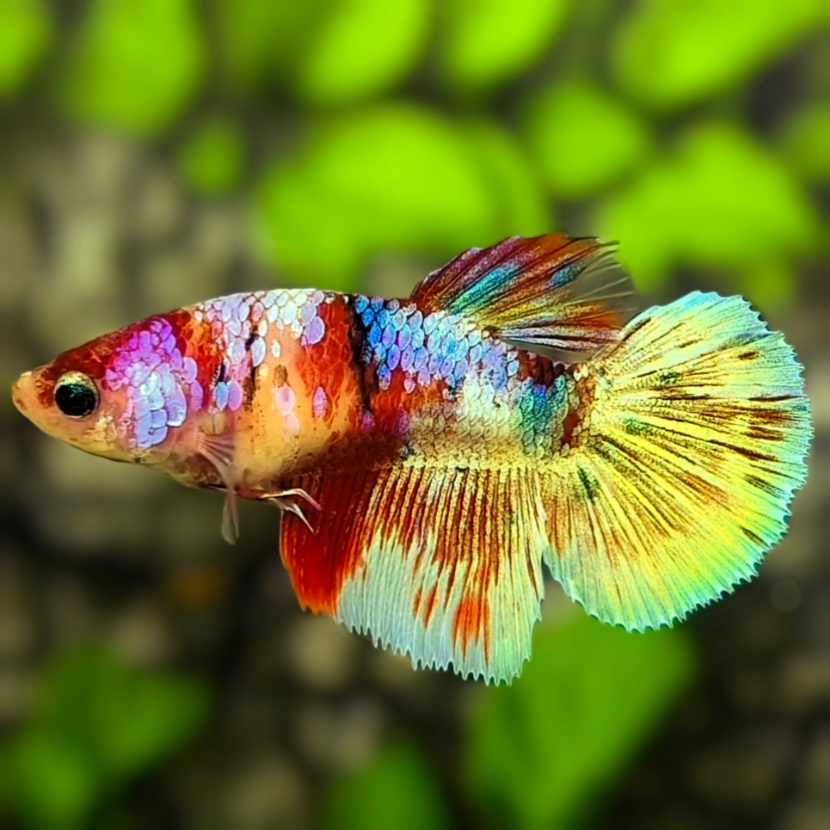 Multicolor Galaxy Halfmoon Betta Fish Female For Sorority / Breed