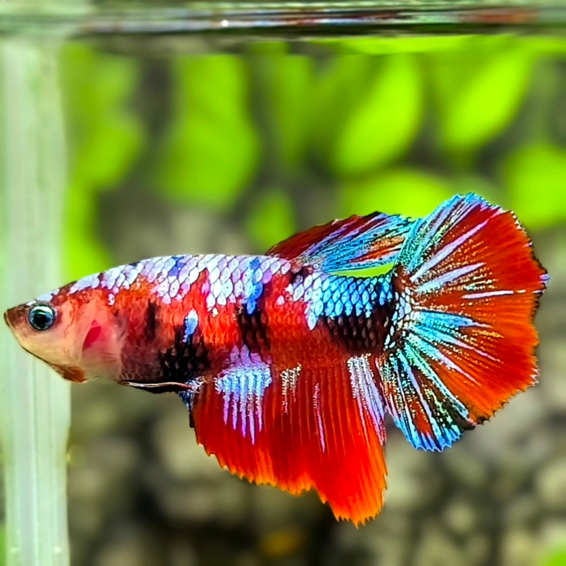 Multicolor Red Koi Galaxy Halfmoon Betta Fish Female For Sorority / Breed