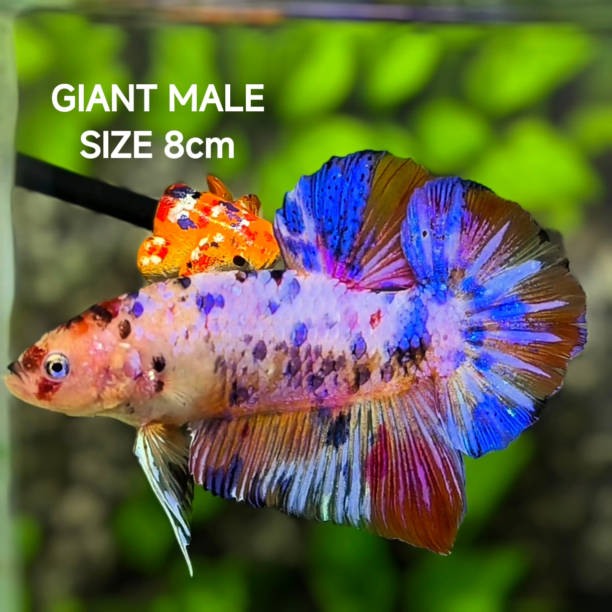 Multicolor Pink Blue Candy JUMBO GIANT HMPK Betta Fish Male