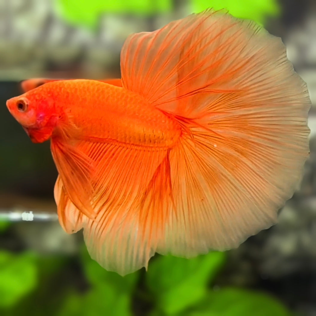 Solid Orange Over Halfmoon Betta Fish Male