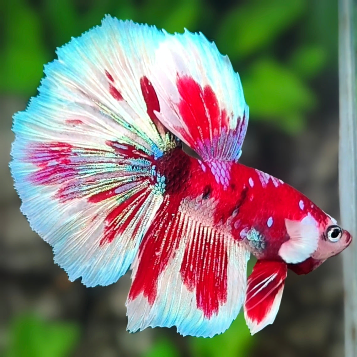 Red Barongsai Pink Galaxy Halfmoon Betta Fish Male
