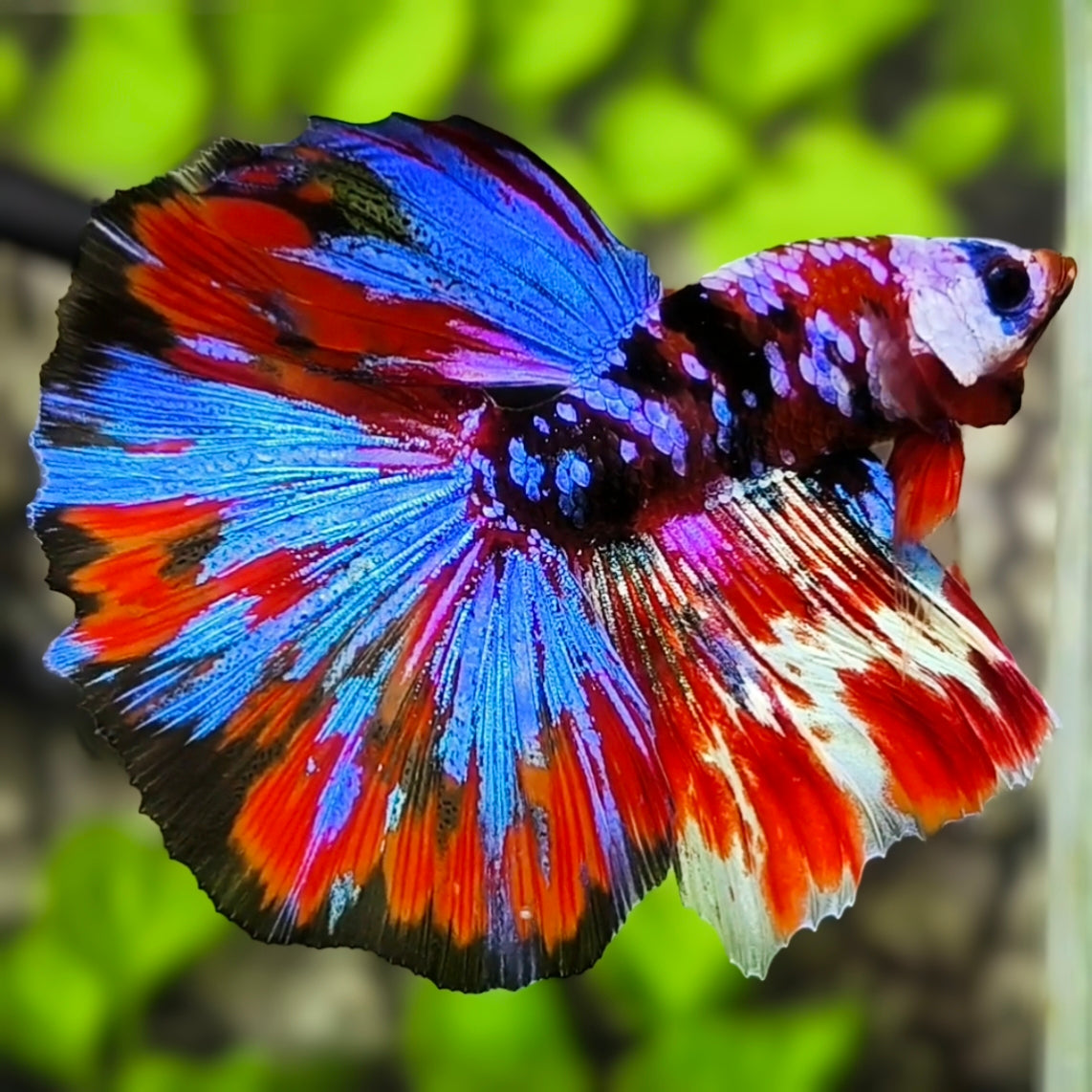 Multicolor Red Tiger Galaxy Halfmoon Betta Fish Male