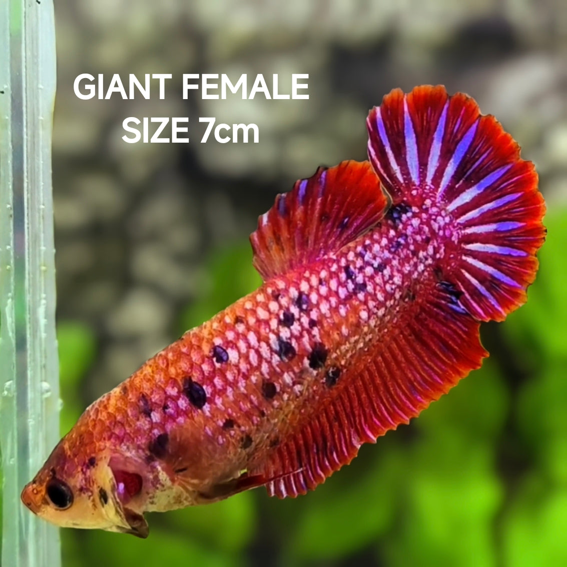 Red Fancy JUMBO GIANT HMPK Betta Fish Female