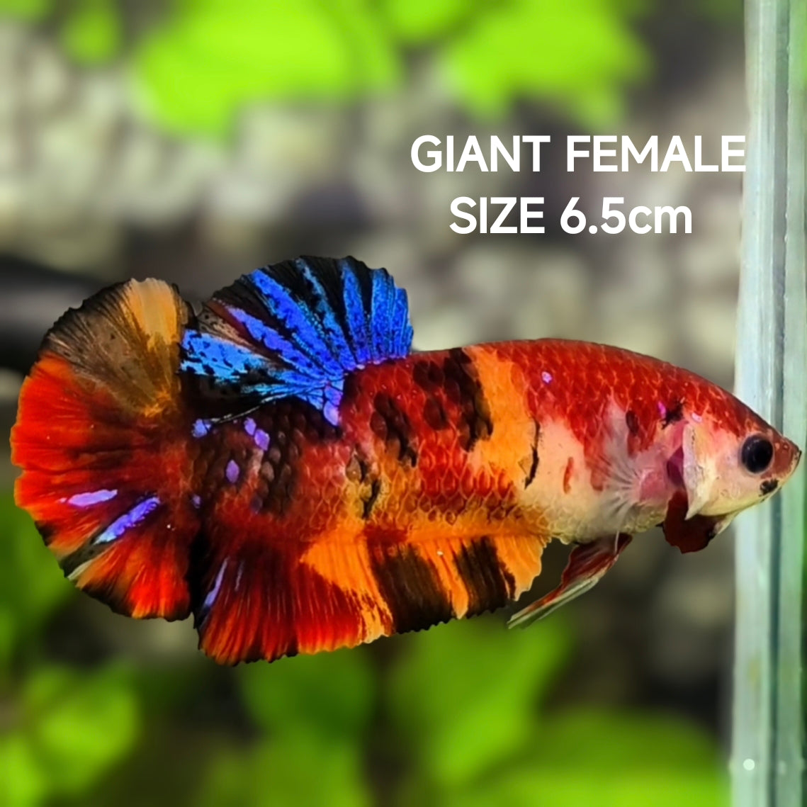 Multicolor Koi Tiger JUMBO GIANT HMPK Betta Fish Female