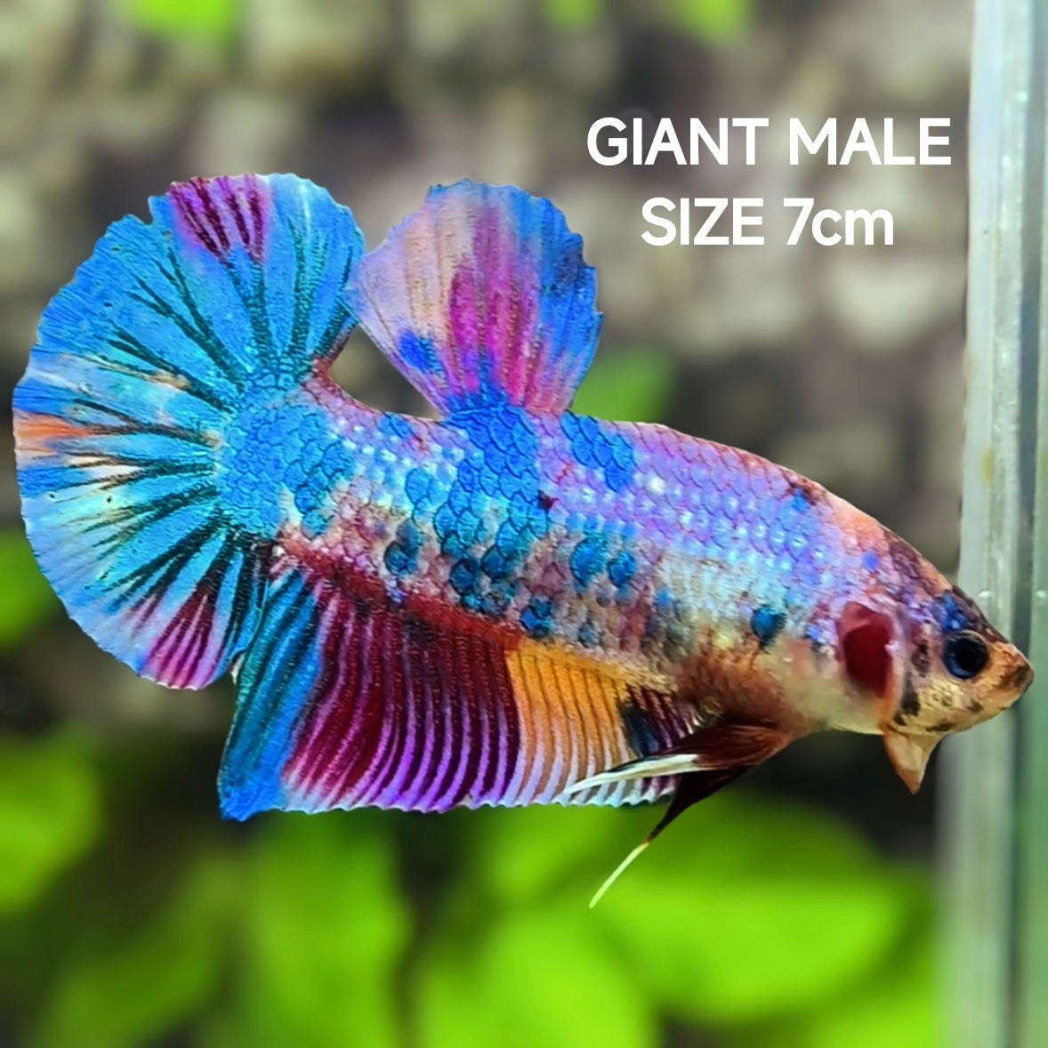 Multicolor Metalic JUMBO GIANT HMPK Betta Fish Male