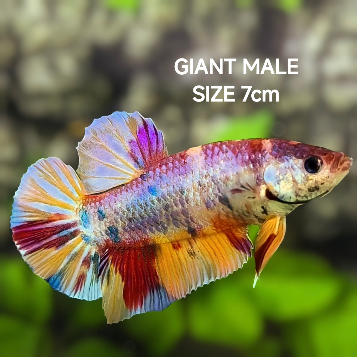 Multicolor Metalic JUMBO GIANT HMPK Betta Fish Male