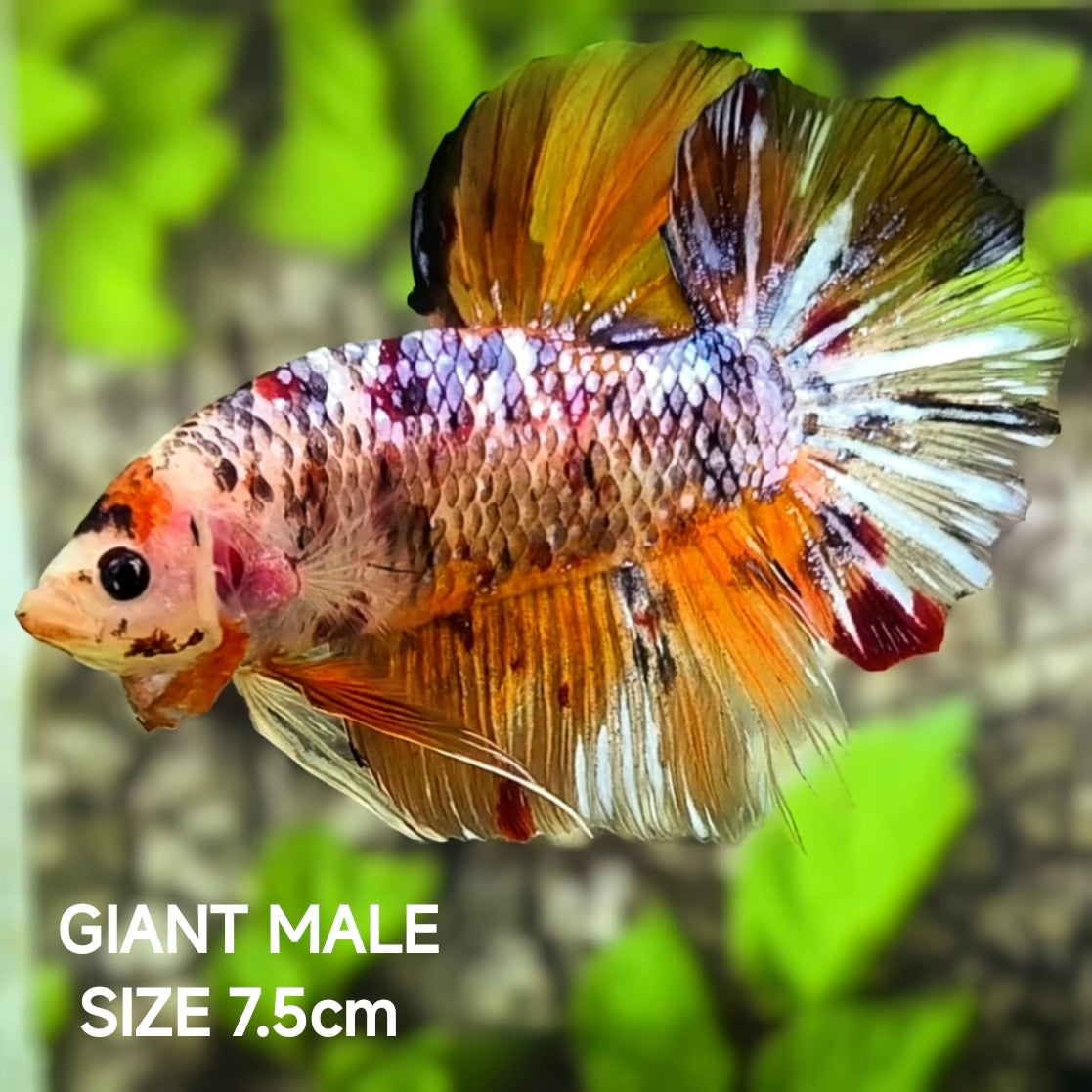 Fancy Samurai JUMBO GIANT HMPK Betta Fish Male