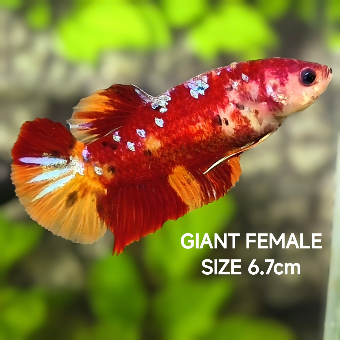 Koi Nemo Galaxy JUMBO GIANT HMPK Betta Fish Female
