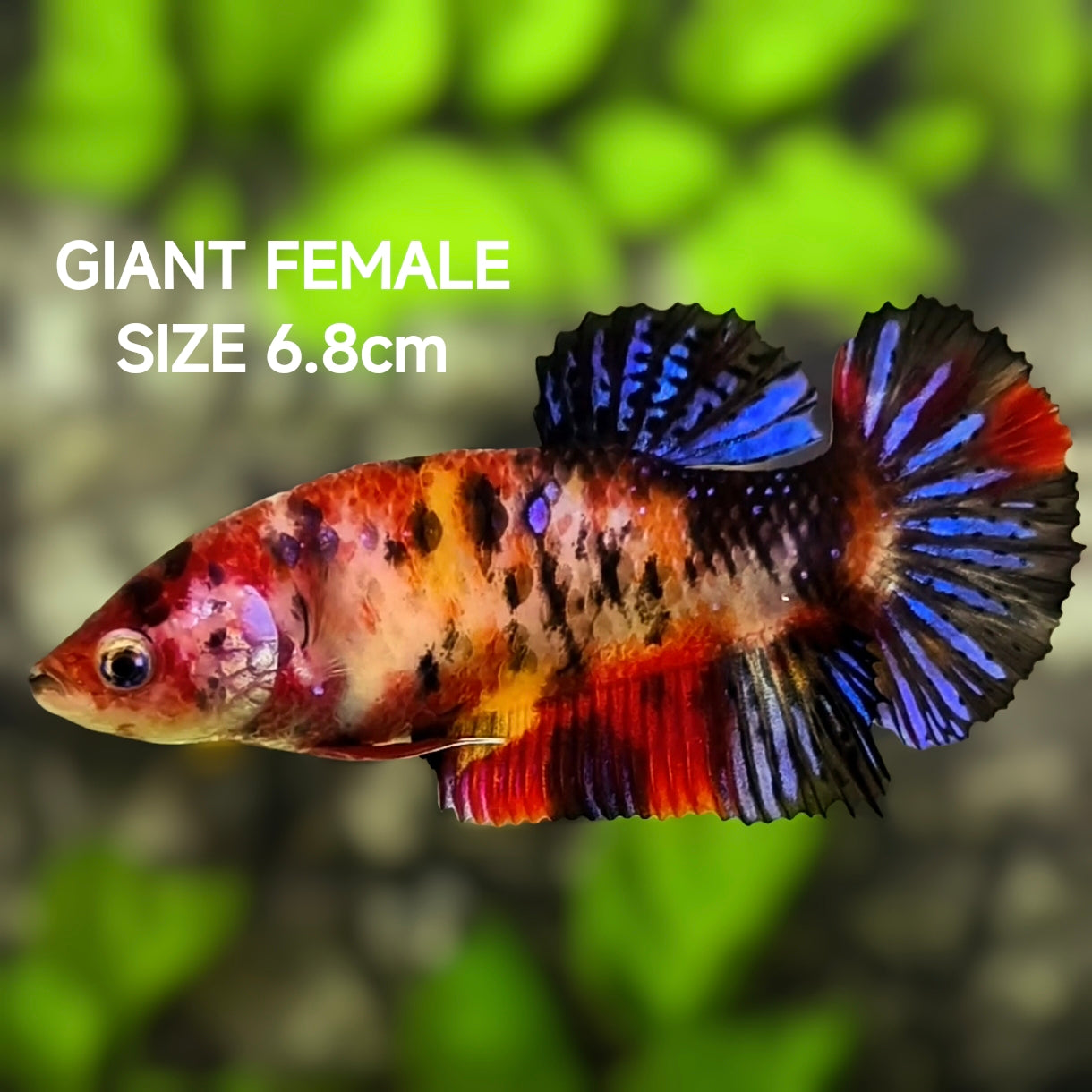 Multicolor Tiger Koi JUMBO GIANT HMPK Betta Fish Female