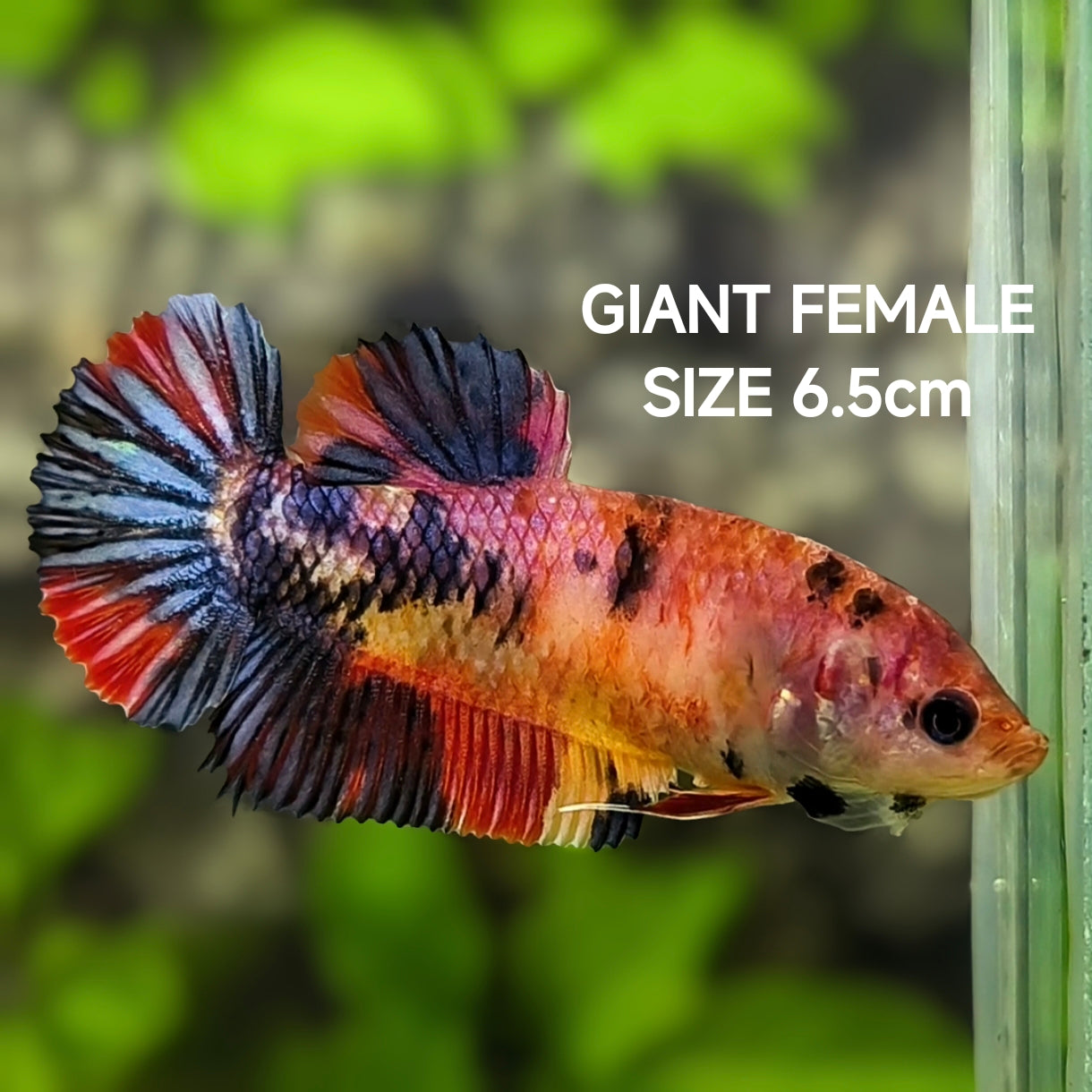 Multicolor Candy JUMBO GIANT HMPK Betta Fish Female