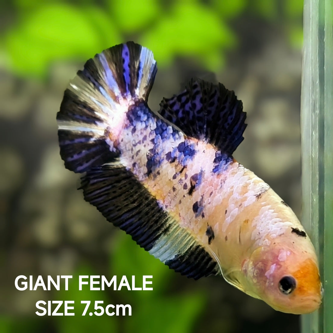 Marble JUMBO GIANT HMPK Betta Fish Female