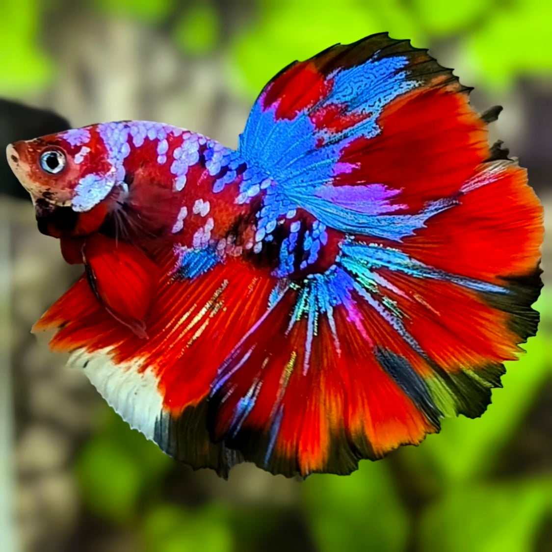 Multicolor Red Galaxy Halfmoon Betta Fish Male