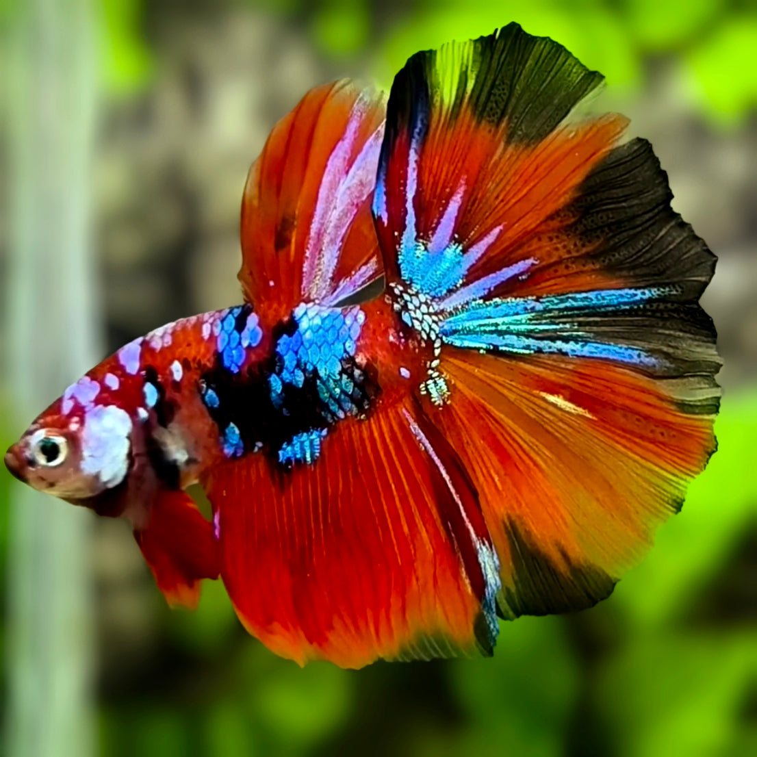 Multicolor Red Tiger Galaxy Halfmoon Betta Fish Male
