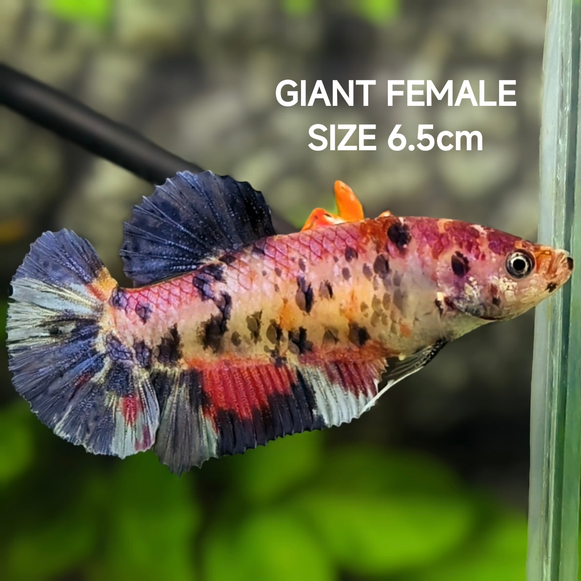 Multicolor Candy JUMBO GIANT HMPK Betta Fish Female