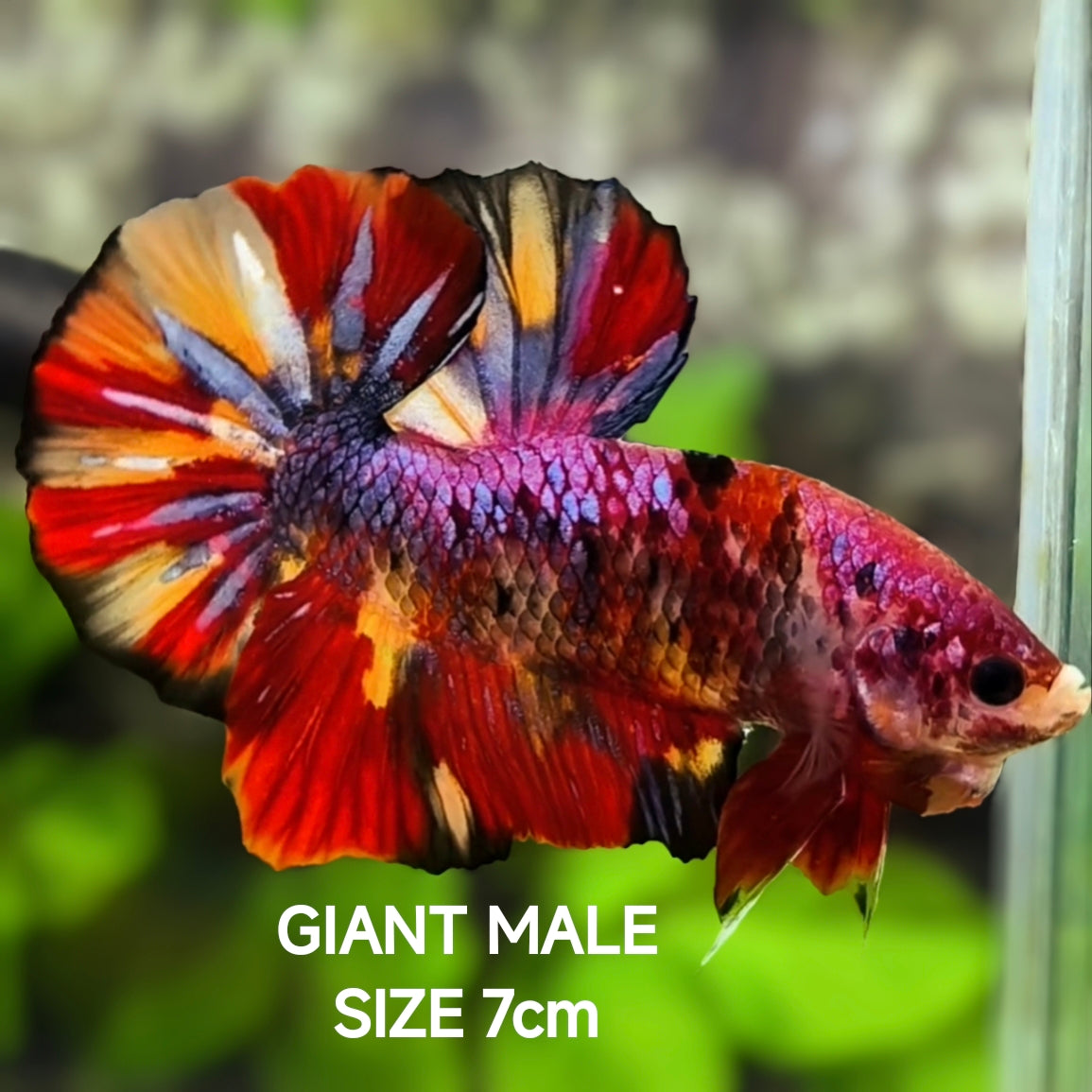 Multicolor Koi Galaxy JUMBO GIANT HMPK Betta Fish Male