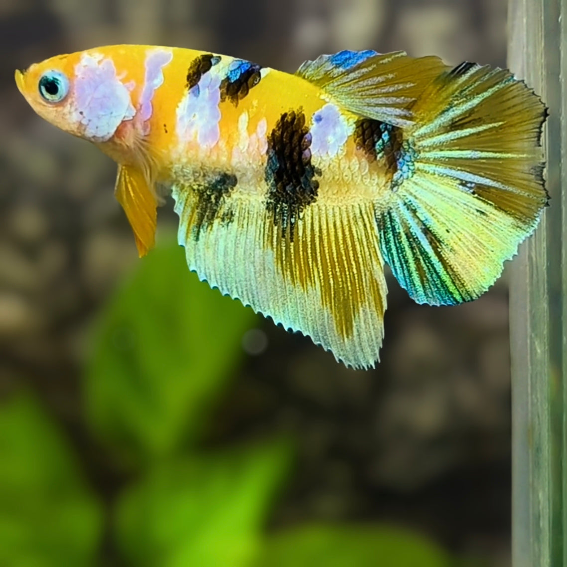 Yellow Tiger Barongsai Galaxy Halfmoon Betta Fish Female For Sorority / Breed #YKG