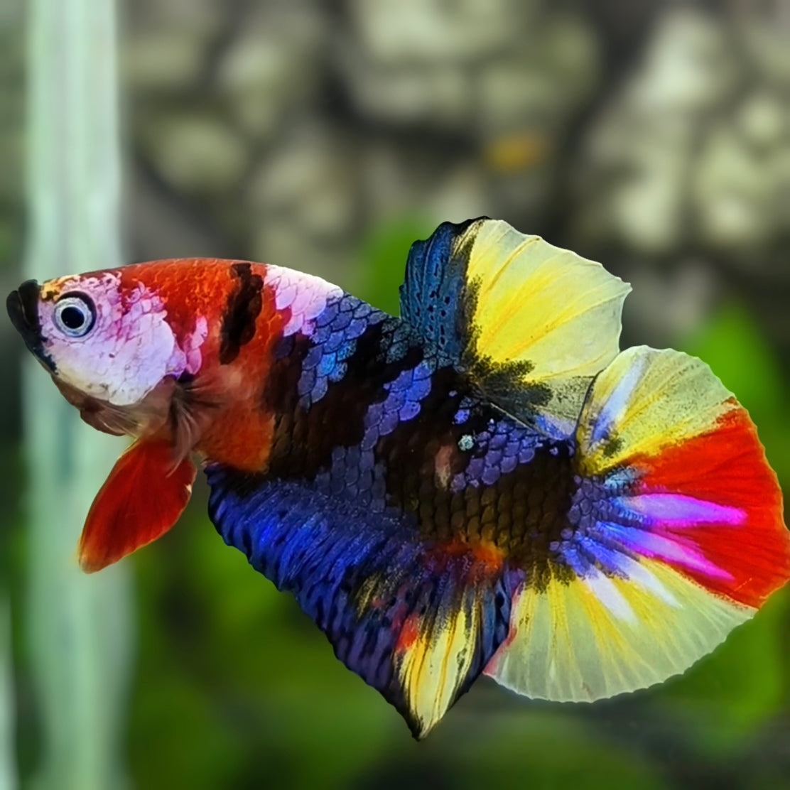 Multicolor Black Galaxy HMPK Betta Fish Male
