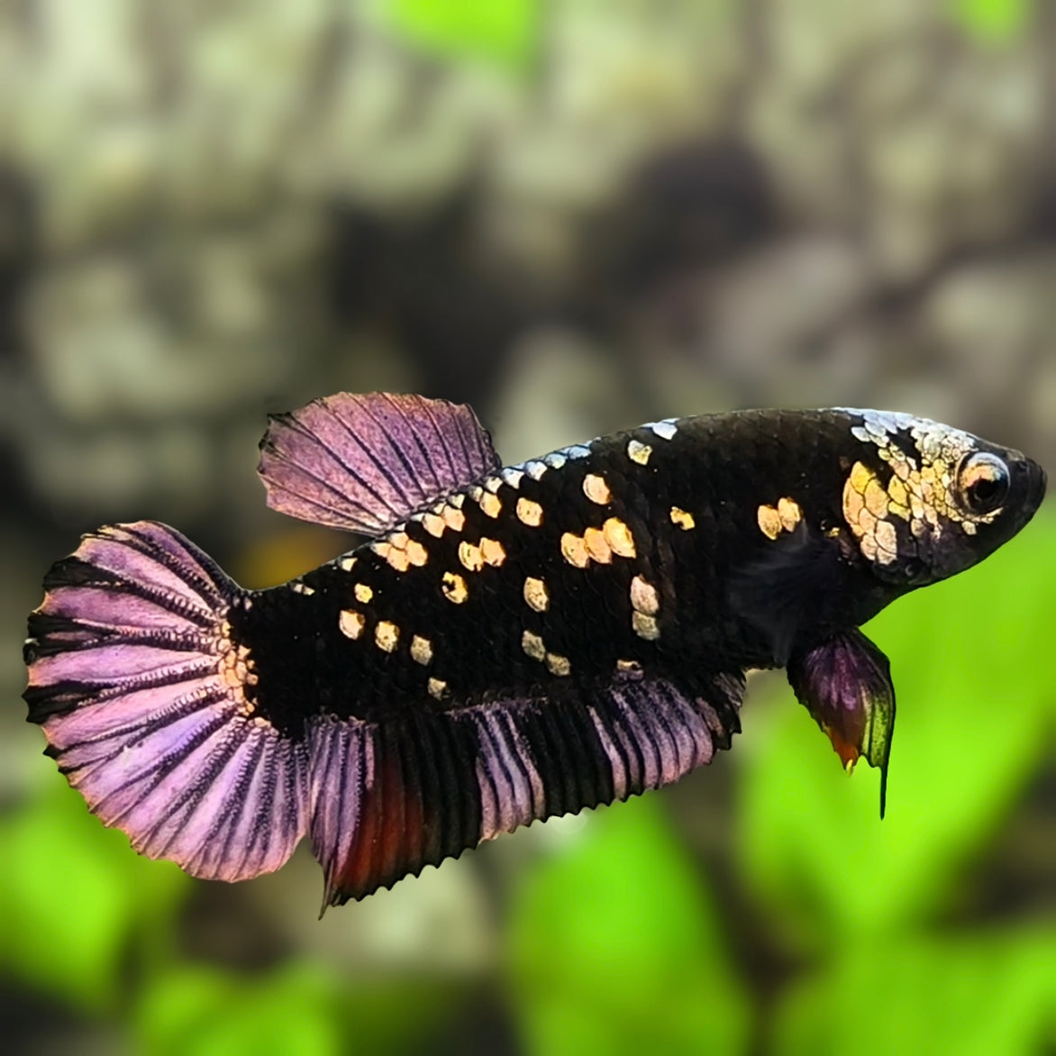 Avatar Blackstar Copper Purple Gold HMPK Betta Fish Female For