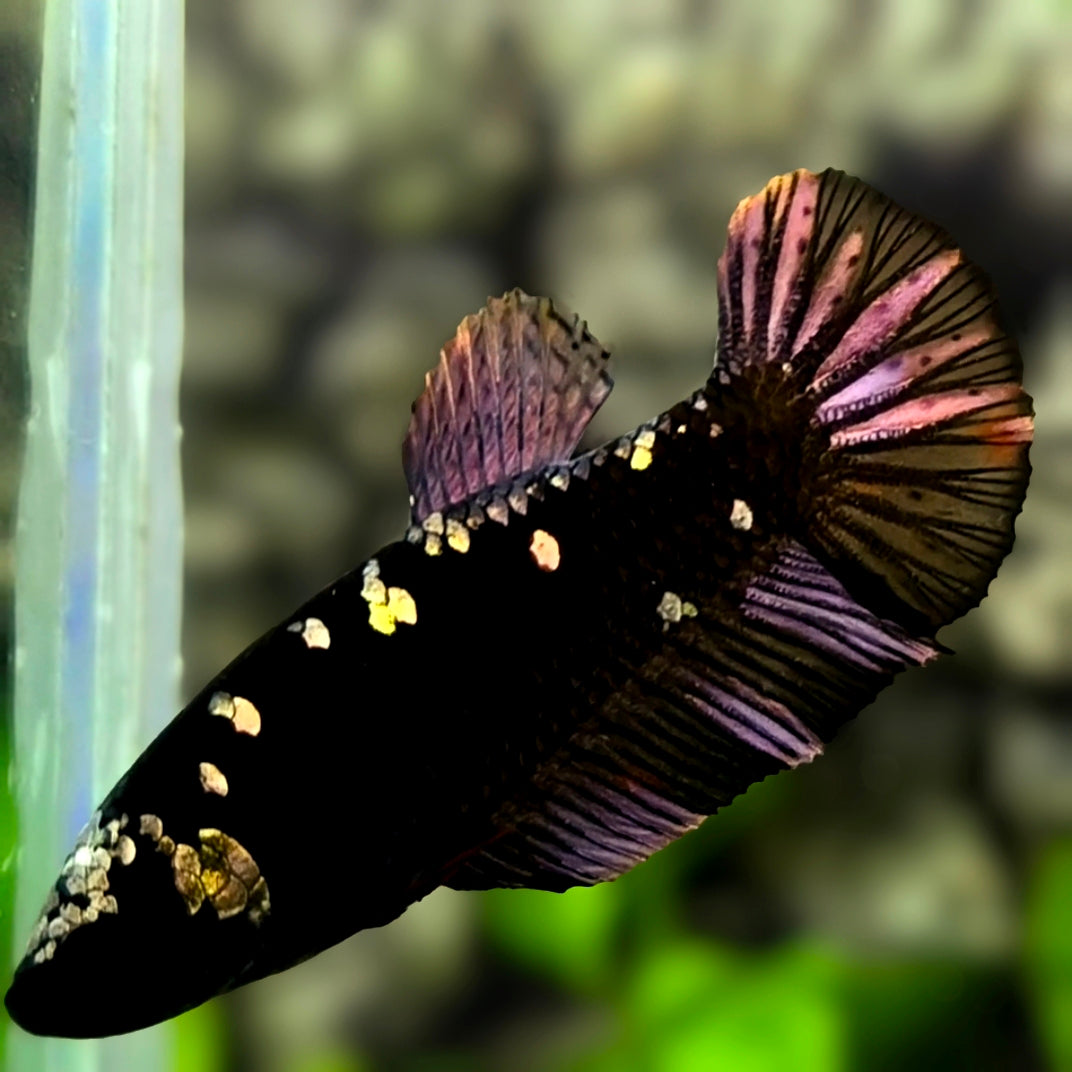 Avatar Blackstar Copper Purple Gold HMPK Betta Fish Female For Sorority / Breed