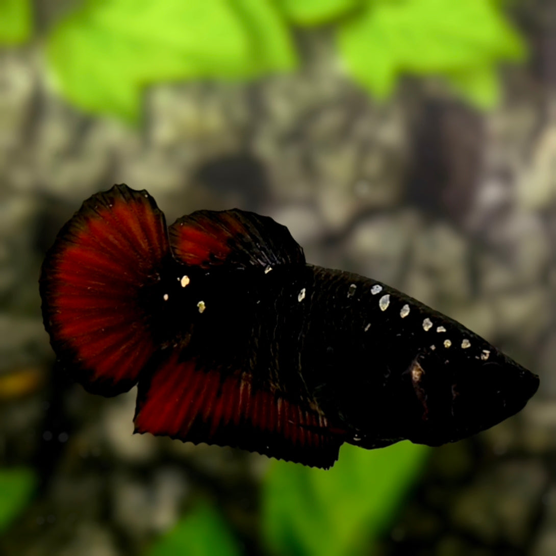 Avatar Blackstar Copper Red Vampire HMPK Betta Fish Female For Sorority / Breed