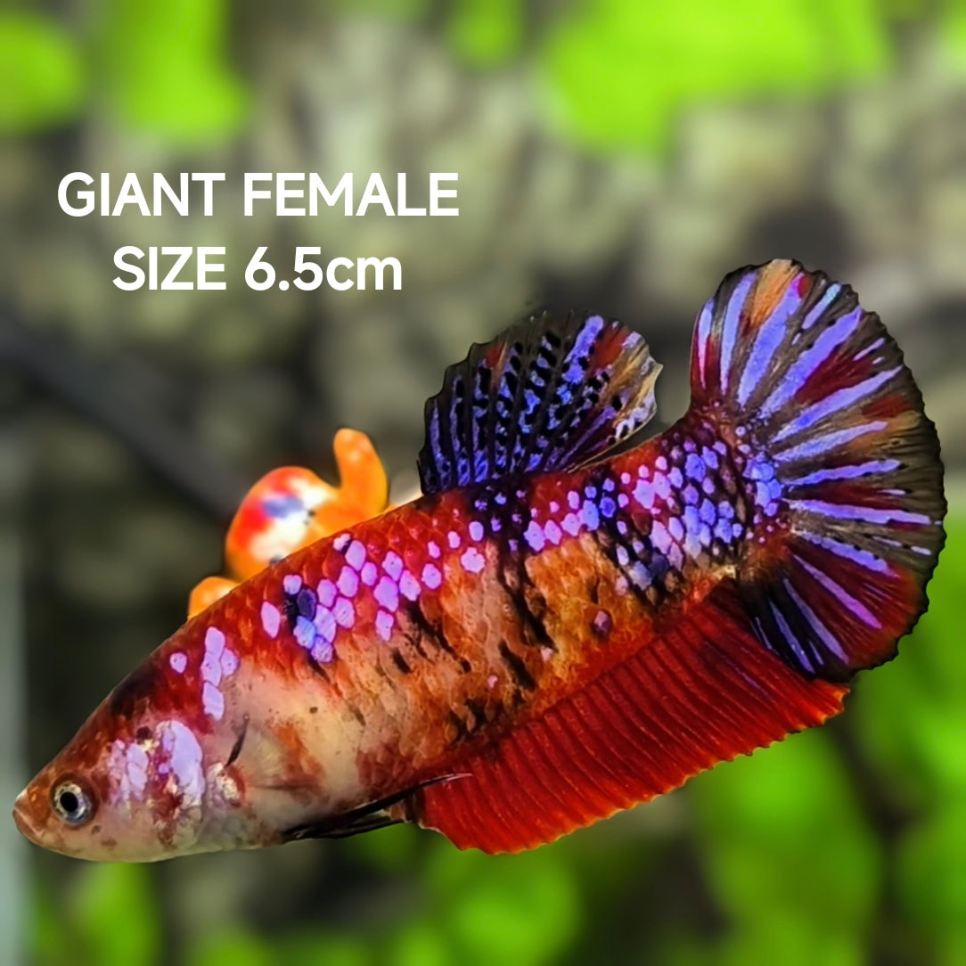 Multicolor Koi Purple Galaxy JUMBO GIANT HMPK Betta Fish Female