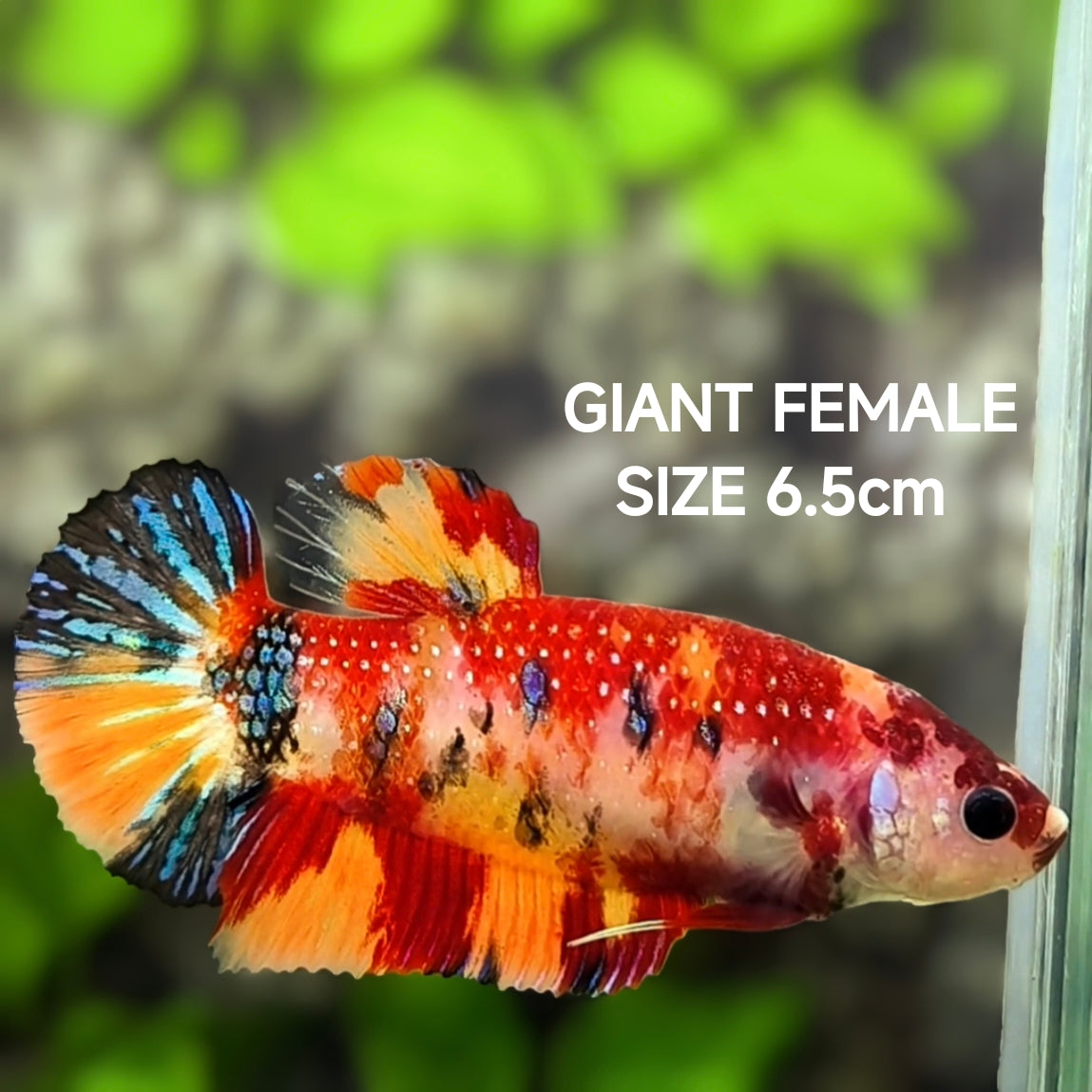 Nemo Koi Metalic Galaxy JUMBO GIANT HMPK Betta Fish Female