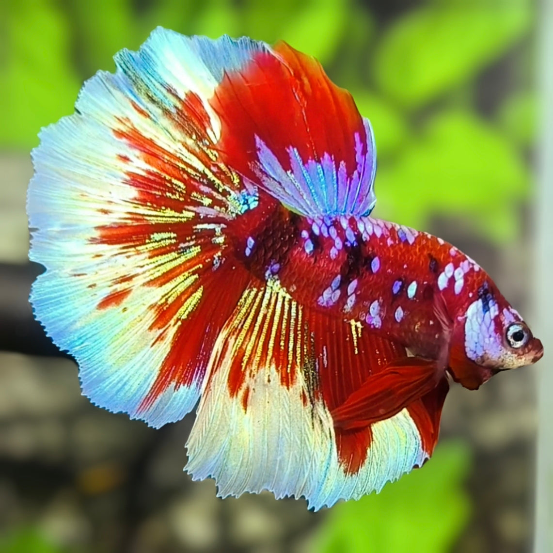 Red Barongsai Purple Galaxy Halfmoon Betta Fish Male