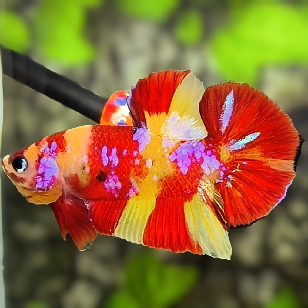 Nemo Koi Yellowbase Pink Galaxy HMPK Betta Fish Male